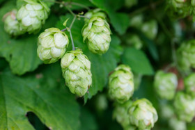 Stock Image: Green Hops