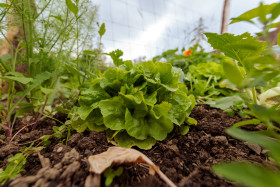 Stock Image: Lettuce cultivation
