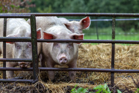 Stock Image: Pigs in the stable on a organic farm