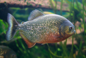 Stock Image: Piranha in a fish tank