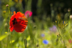 Stock Image: poppy on wildflower meadow