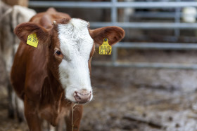 Stock Image: Portrait of a heifer young cow