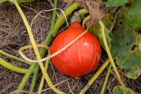 Stock Image: Pumpkin