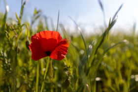 Stock Image: Red poppy in the field