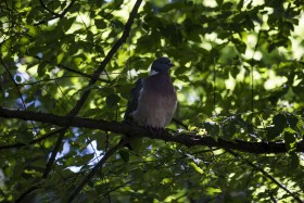 Stock Image: ringdove on foresttree