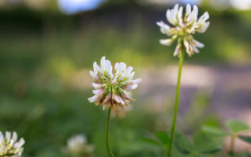 Stock Image: Trifolium repens, the white clover or Dutch clover, Ladino clover, or Ladino