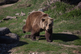 Stock Image: walking grizzly bear