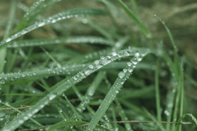 Stock Image: wet green grass background