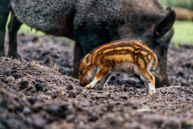 Stock Image: Wild boar young animal