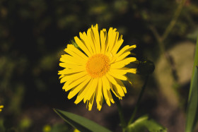 Stock Image: yellow daisy in april