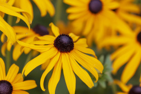 Stock Image: yellow flower rudbeckia fulgida