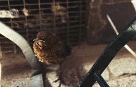 Stock Image: Young blackbird has fallen out of the nest