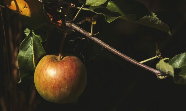 appletree apple hanging appletree apple hanging