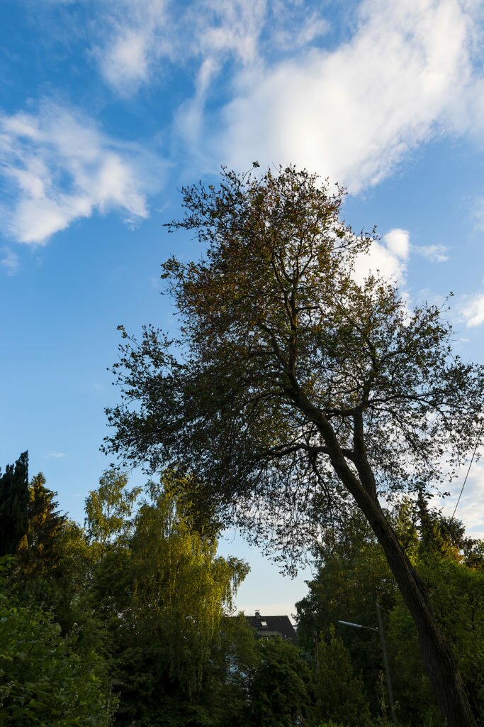beautiful tree under blue sky