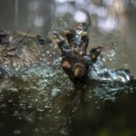 beaver in the water scratching on the glass beaver in the water scratching on the glass