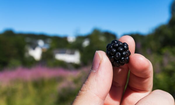 blackberry in hand blackberry in hand