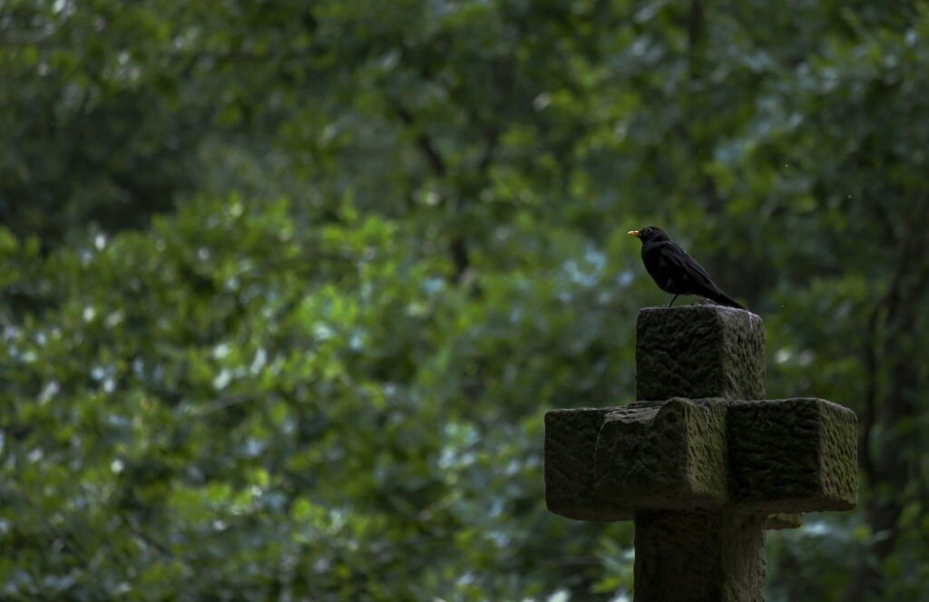 blackbird sits on a religious stone cross