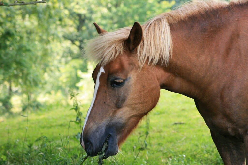 brown horse grazing