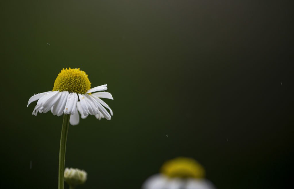 chamomile 02
