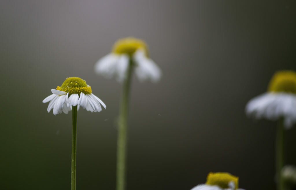 chamomile 03