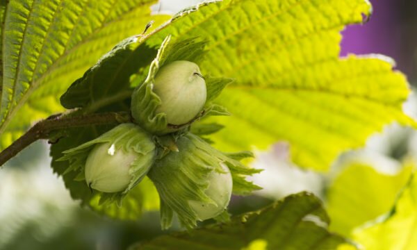 common hazel with hazelnuts common hazel with hazelnuts