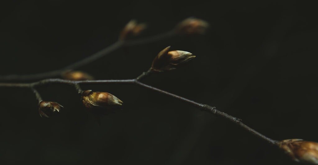 dead branch with buds