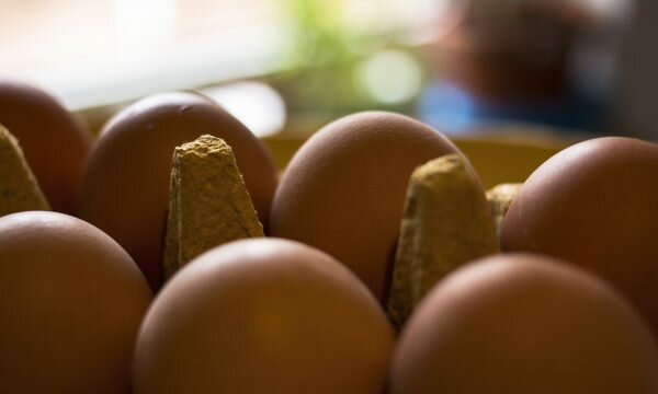 eggs in pack eggs in pack