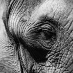 elephant eye black and white elephant eye black and white