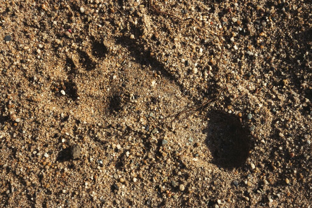 foot track of a child