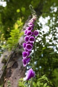 foxglove flower 01