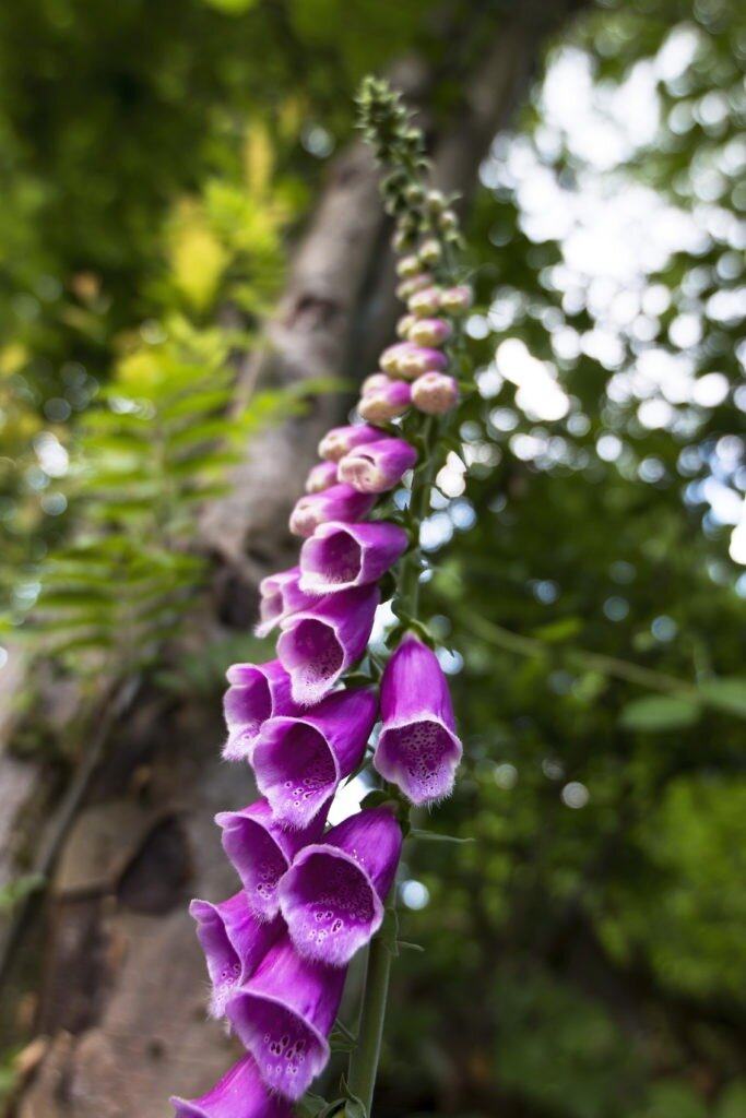 foxglove flower 02