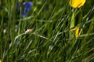 grasshopper chorthippus brunneus