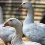happy white geese happy white geese