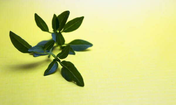 horapa basil horapa basil
