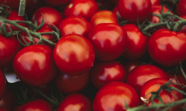 large amount of tomatoes large amount of tomatoes