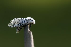 leopard moth