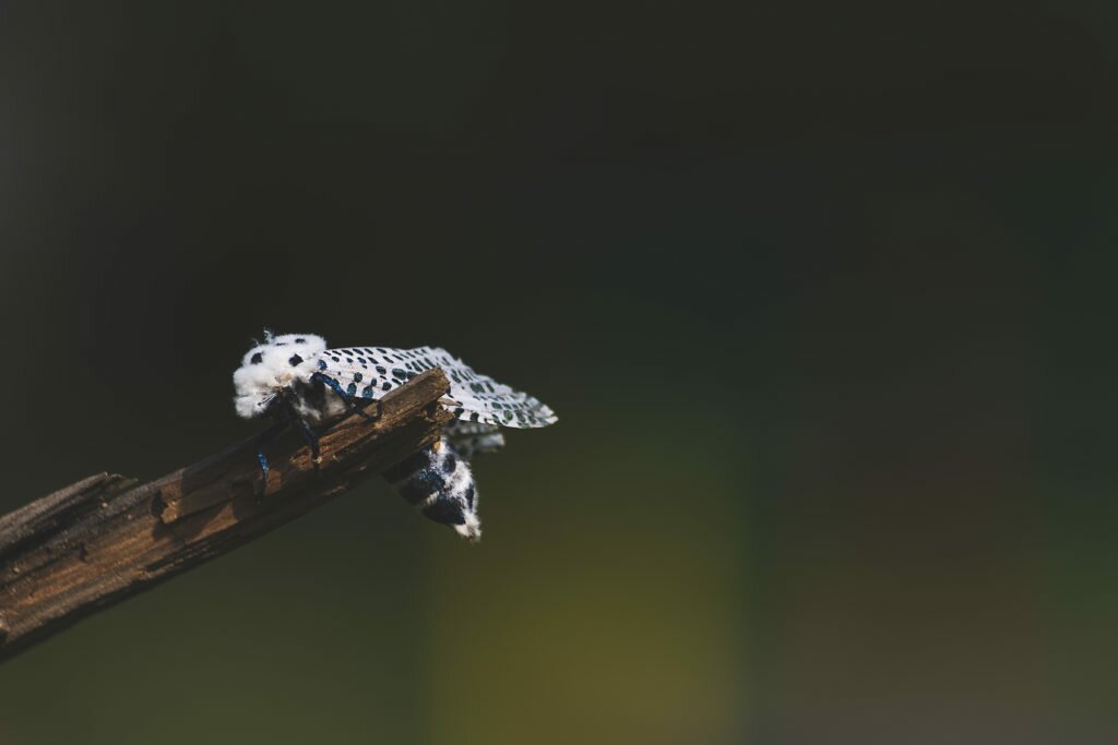 leopard moth 02