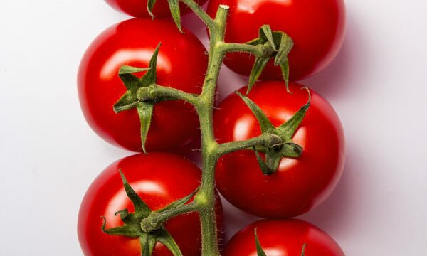 pan tomatoes white background pan tomatoes white background