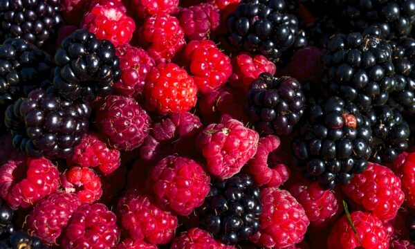 raspberries and blackberries raspberries and blackberries