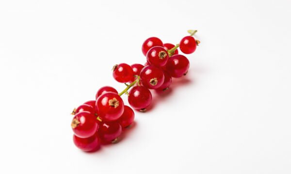 red currants white background red currants white background
