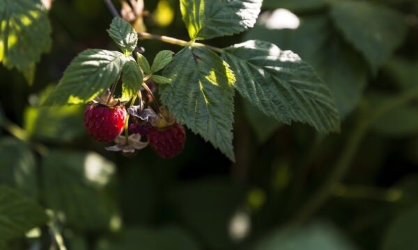red ripe raspberries red ripe raspberries