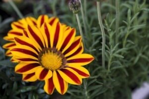red yellow gazania flowers 02
