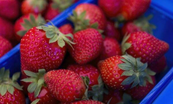 strawberries in blue boxes strawberries in blue boxes