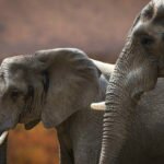 two elephants two elephants