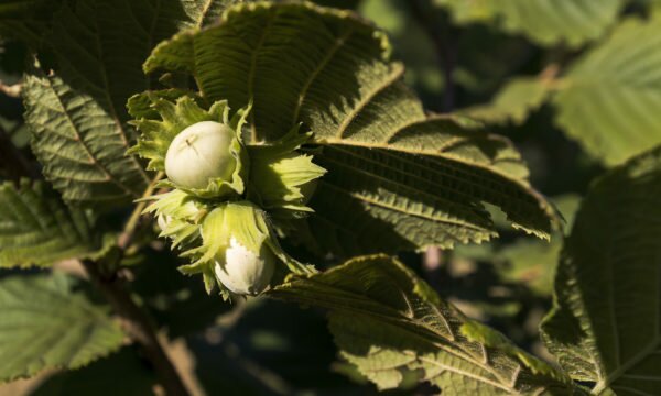 unripe hazelnuts 02 unripe hazelnuts 02