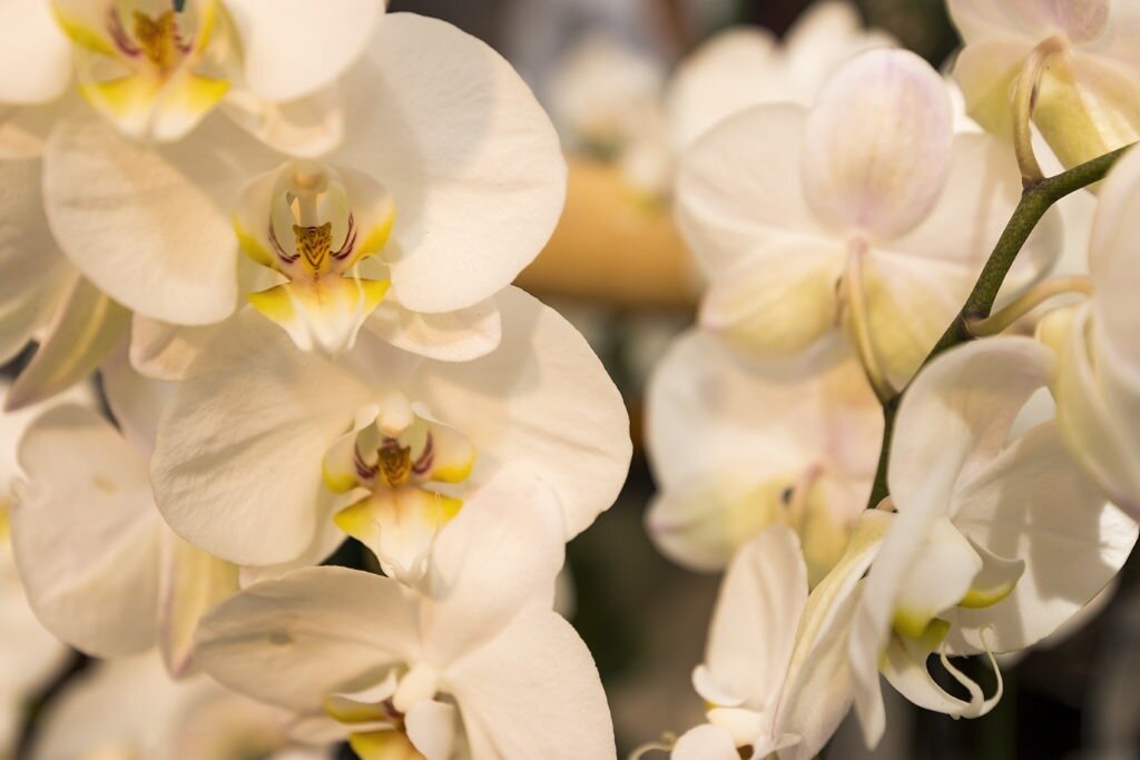 white orchids 02